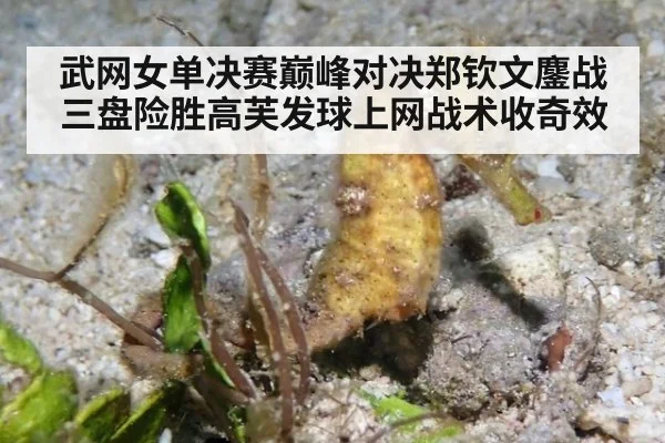 武网女单决赛巅峰对决郑钦文鏖战三盘险胜高芙发球上网战术收奇效